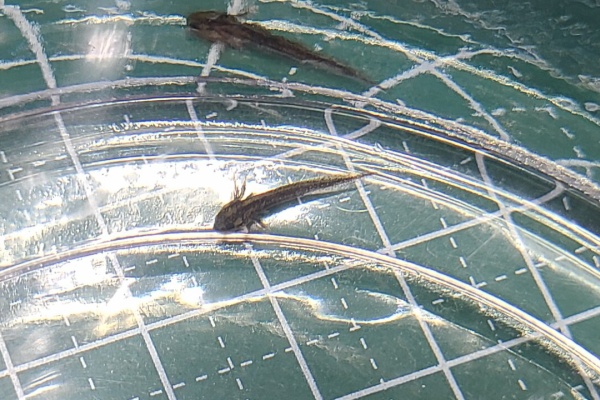 シリケン幼生とブラインシュリンプ トモのイモリ記録