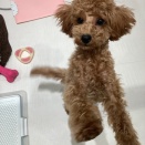 トイプードルの女の子