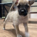 神奈川県小田原市 ペットショップワンラブ フレスポ小田原シティーモール店のスタッフブログ