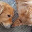 20260322　わんこたち、今日は朝からおつかれ休み