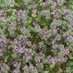 通勤ウォーカー