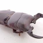 クワガタ備忘録