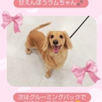 ペットショップワンラブ フレスポ御所野店のスタッフブログ