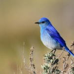 【衝撃】ニュージーランドの鳥がほぼ地球ｗｗｗｗｗｗｗｗｗｗ