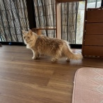 アンキャットホテルのblog