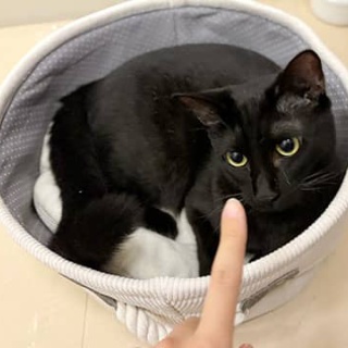 東京キャットガーディアンシェルター日記