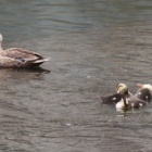 『令和6(2024)年6月30日の鳥さん Vol.1　国分川で野鳥の観察･撮影 コチドリのペアは抱卵中?!カルガモ親子は無事に健在!!ちょっときれいでないカワセミも現る!!』の画像