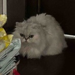 P.S.うめひめ！