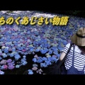 みちのくあじさい園物語り「あじさいになった男、山本武臣氏との出会い」