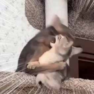 猫の動画 ねこわん！