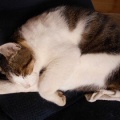 猫に小判を与えたら。 埋蔵金:千九百弐拾四両 行きはせずぅ居るには居るぅがぁ・・・。