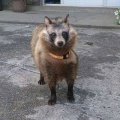 タヌキ「実は珍獣です、外国では喜ばれます、動物園にとっての通貨です」←コイツ
