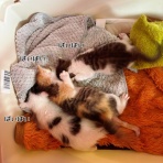 猫とお酒と日々のこと