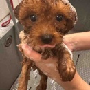 ☆在舎犬シャンプー☆
