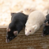 ãæ³¨æãæ±äº¬ã§ãåç¬ãµã¤ãºã«å·¨å¤§åããããºããã大æ´ãï¼ï¼ï¼