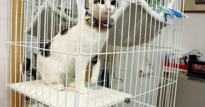 白駒のお届けでした。