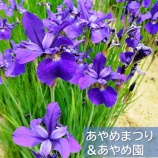 『【あやめまつりのお知らせ】あやめ園に行ってきました🌸』の画像