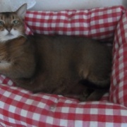 100円クッションで作る猫ベッド