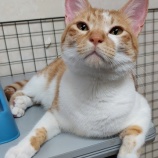 『マイペースな猫ちゃんたち』の画像