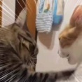 ２人が取っ組み合いのケンカを始めた。もう誰にも手が付けられない！ → 止めたのはコレでした…