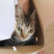 暴れん坊猫よりいろいろやらかしていた猫