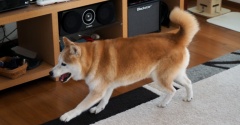暴走するシニア犬