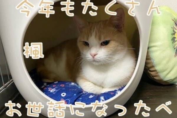 cat cafe Prince - December 2025