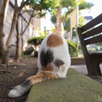 画像フォルダは猫ばかり