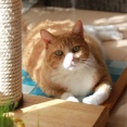 直射日光が好きな猫。