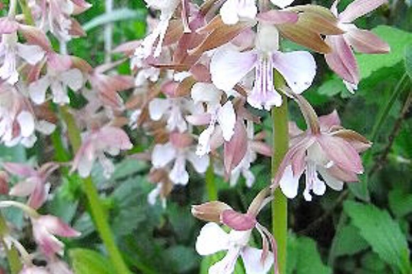 Drecom Isao Oのブログ エビネ 海老根 Nhk ラジオ深夜便