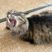 氷を見つめるマロちゃん