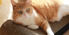 お下がりを楽しむ猫。