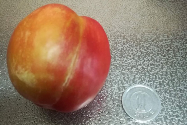 果樹ログ 果樹を育てて食べる スモモ