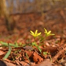野の花・大分県の絶滅危惧種㉔　キバナノアマナ