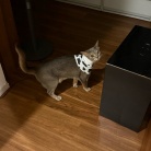 わか坊、ネックカラーの練習をする