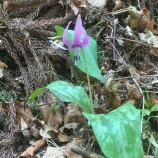 『◾️履歴書の書き方の基本  その11』の画像