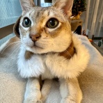 ちびうるシンガプーラ♪♪ たぬちびトンキニーズ♪