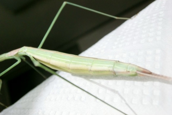 クワガタカマキリ - □アメリカ産ナナフシカマキリ