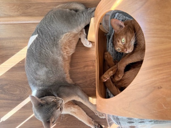 宇宙船の中と外、お昼寝の場所取り合戦