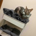 お風呂の出待ちしてくれるジャミちゃん