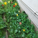 子ども読書の日のおはなし会