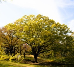 強風で欅裂ける