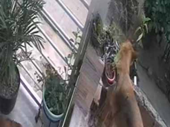 【あっ⁉】 レンガで出来た古い塀があった。痒い背中をこすりつける → 犬はこうなった…