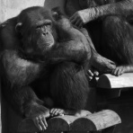 ロンドン学習帳