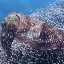 コブシメ産卵🦑