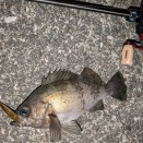 望外メバリング