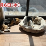 ガオだらけな日々　