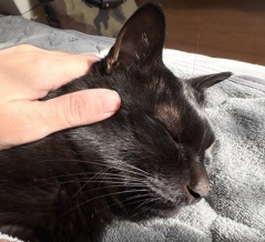 【猫写真】朝方布団に入りに来てくれるアヤちゃん