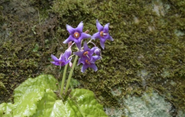 『初夏ともなれば　１　岩たばこ』の画像