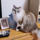 今日は22日！我が家のにゃんこ（2026年1月）